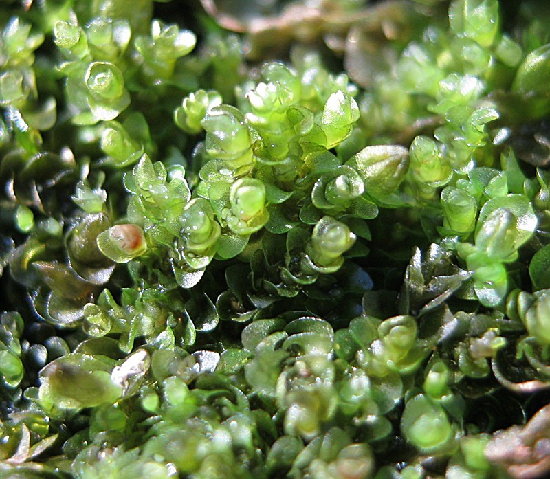 Представитель Семейства Jungermanniaceae